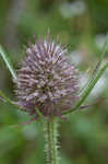 Teasel